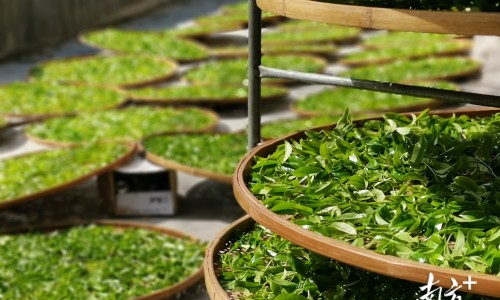 为何蛇都有药用价值网 - 为什么蛇的毒性那么大,蛇有毒为什么还可以煮着吃